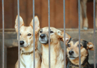 流浪寵物救助中心熱線（24小時）